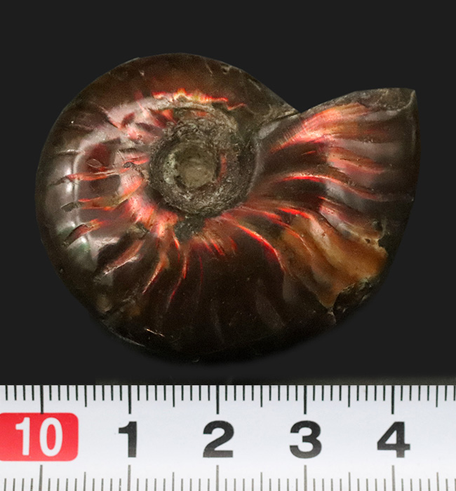 両面輝く、遊色アンモナイトクレオニセラス（Cleoniceras）（その7）