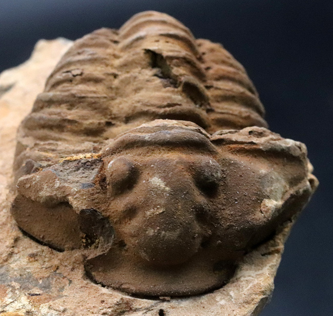 珍しい産状、ネガ、ポジともに保存された、モロッコのオルドビス紀の地層で採集された三葉虫、ディアカリメネ・ウーズレグイ（Diacalymene ouzregui）のノジュール化石（その1）