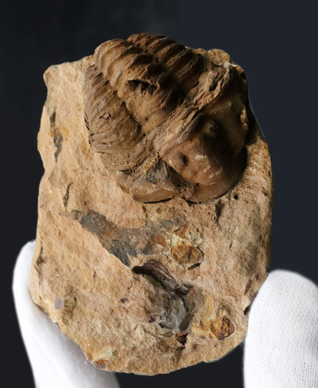 珍しい産状、ネガ、ポジともに保存された、モロッコのオルドビス紀の地層で採集された三葉虫、ディアカリメネ・ウーズレグイ（Diacalymene ouzregui）のノジュール化石（その2）