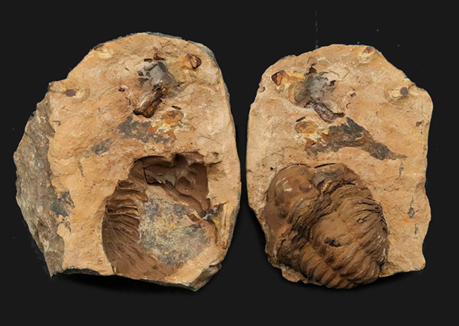 珍しい産状、ネガ、ポジともに保存された、モロッコのオルドビス紀の地層で採集された三葉虫、ディアカリメネ・ウーズレグイ（Diacalymene ouzregui）のノジュール化石（その3）