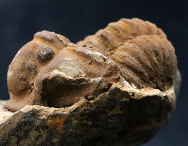 珍しい産状、ネガ、ポジともに保存された、モロッコのオルドビス紀の地層で採集された三葉虫、ディアカリメネ・ウーズレグイ（Diacalymene ouzregui）のノジュール化石（その4）