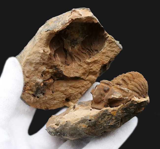 珍しい産状、ネガ、ポジともに保存された、モロッコのオルドビス紀の地層で採集された三葉虫、ディアカリメネ・ウーズレグイ（Diacalymene ouzregui）のノジュール化石（その5）