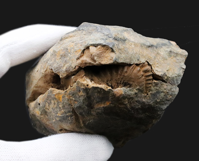 珍しい産状、ネガ、ポジともに保存された、モロッコのオルドビス紀の地層で採集された三葉虫、ディアカリメネ・ウーズレグイ（Diacalymene ouzregui）のノジュール化石（その6）