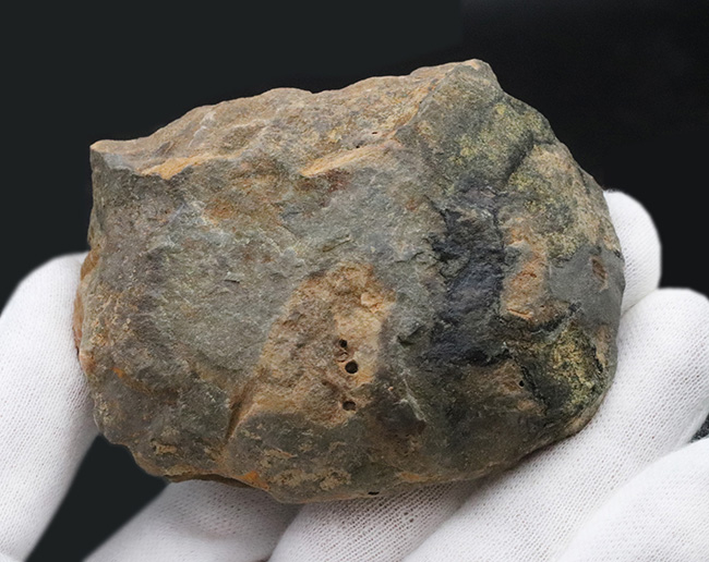 珍しい産状、ネガ、ポジともに保存された、モロッコのオルドビス紀の地層で採集された三葉虫、ディアカリメネ・ウーズレグイ（Diacalymene ouzregui）のノジュール化石（その7）