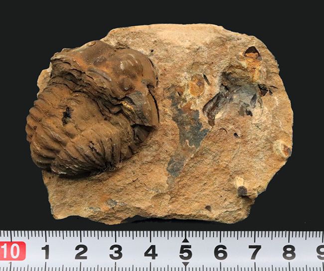 珍しい産状、ネガ、ポジともに保存された、モロッコのオルドビス紀の地層で採集された三葉虫、ディアカリメネ・ウーズレグイ（Diacalymene ouzregui）のノジュール化石（その8）