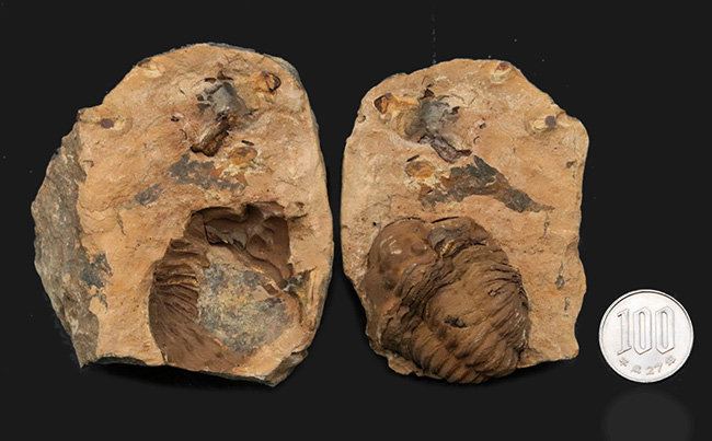 珍しい産状、ネガ、ポジともに保存された、モロッコのオルドビス紀の地層で採集された三葉虫、ディアカリメネ・ウーズレグイ（Diacalymene ouzregui）のノジュール化石（その9）