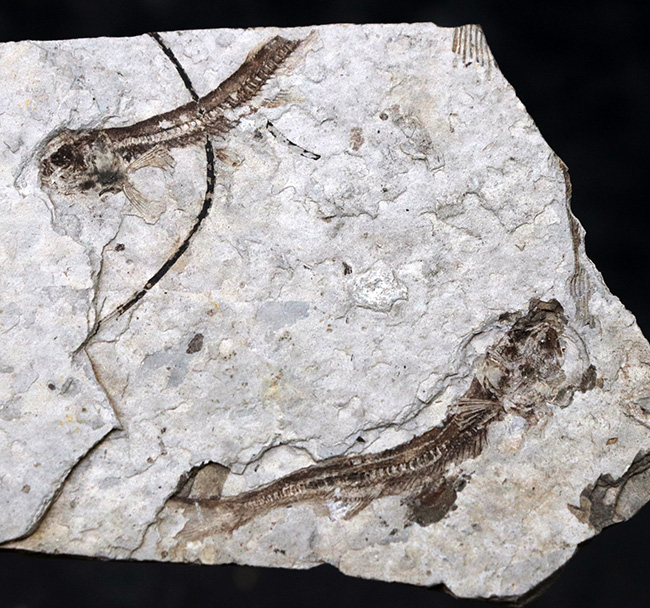 ダブル!中生代白亜紀の絶滅淡水魚、リコプテラ(Lycoptera)の群集化石(その1)