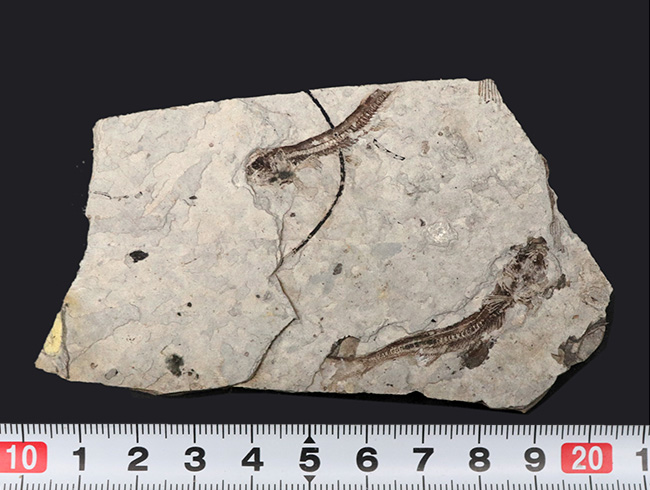 ダブル！中生代白亜紀の絶滅淡水魚、リコプテラ（Lycoptera）の群集化石（その10）