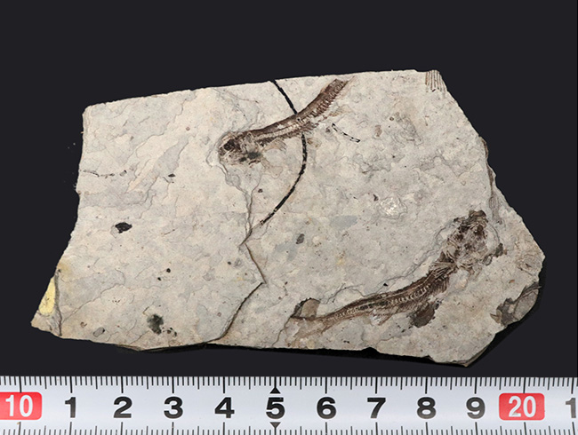 ダブル!中生代白亜紀の絶滅淡水魚、リコプテラ(Lycoptera)の群集化石(その10)