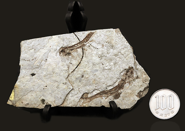 ダブル！中生代白亜紀の絶滅淡水魚、リコプテラ（Lycoptera）の群集化石（その11）