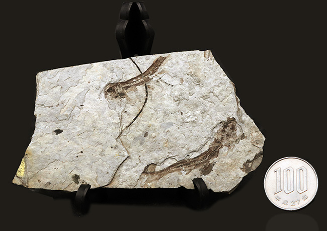 ダブル!中生代白亜紀の絶滅淡水魚、リコプテラ(Lycoptera)の群集化石(その11)