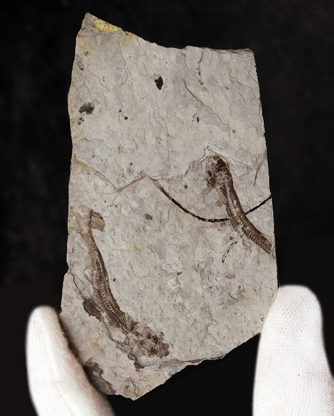 ダブル！中生代白亜紀の絶滅淡水魚、リコプテラ（Lycoptera）の群集化石（その2）