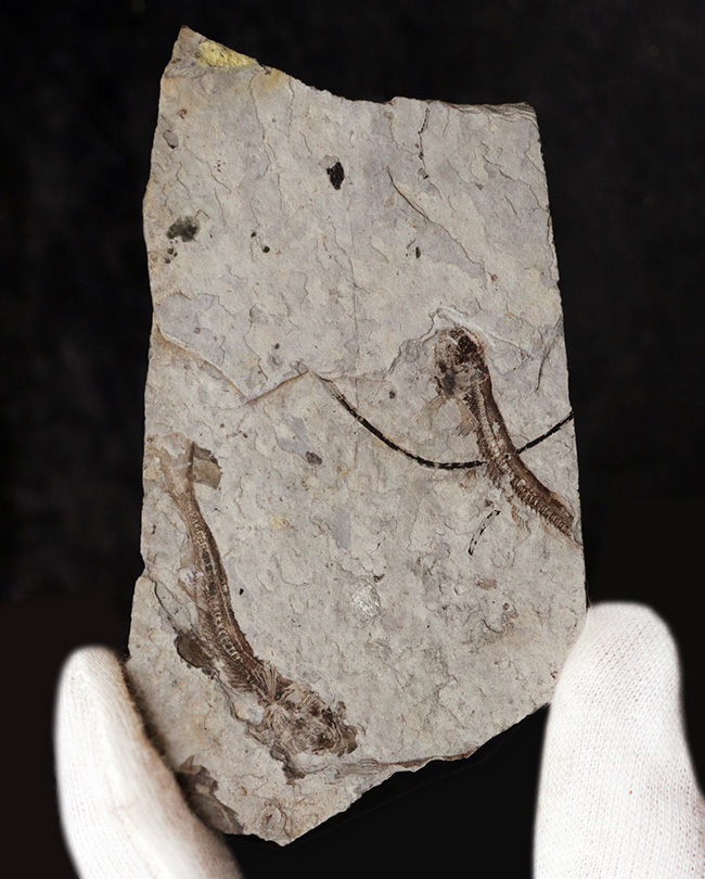 ダブル!中生代白亜紀の絶滅淡水魚、リコプテラ(Lycoptera)の群集化石(その2)