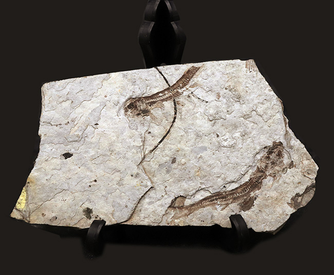 ダブル!中生代白亜紀の絶滅淡水魚、リコプテラ(Lycoptera)の群集化石(その3)