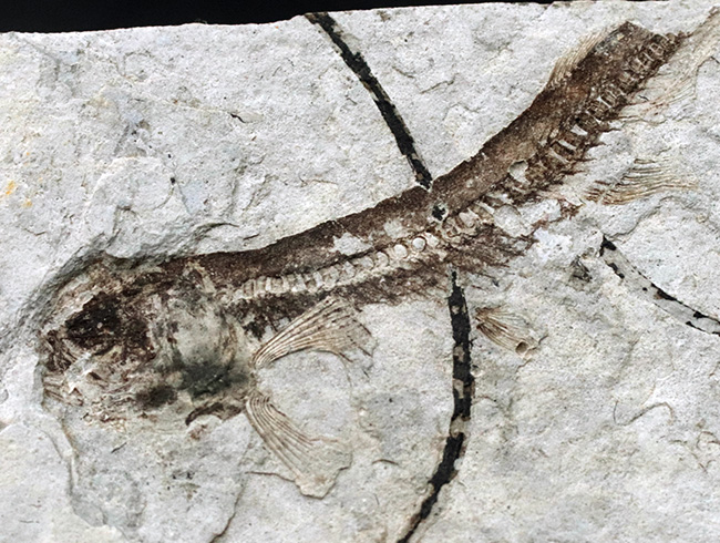 ダブル！中生代白亜紀の絶滅淡水魚、リコプテラ（Lycoptera）の群集