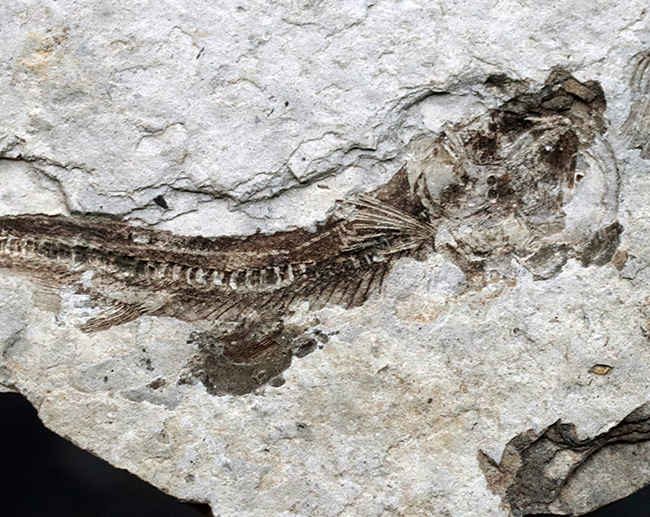 ダブル!中生代白亜紀の絶滅淡水魚、リコプテラ(Lycoptera)の群集化石(その5)