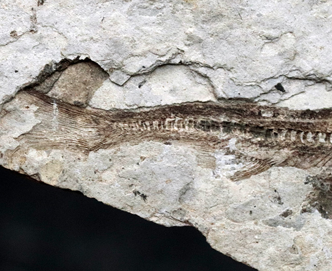 ダブル！中生代白亜紀の絶滅淡水魚、リコプテラ（Lycoptera）の群集