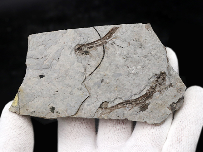 ダブル!中生代白亜紀の絶滅淡水魚、リコプテラ(Lycoptera)の群集化石(その7)