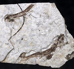 ダブル！中生代白亜紀の絶滅淡水魚、リコプテラ（Lycoptera）の群集化石