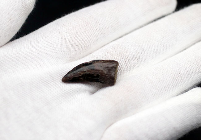 全体のフォルムが保存されたティラノサウルス・レックス(Tyrannosaurus rex)の幼体の小型の歯化石(その5)