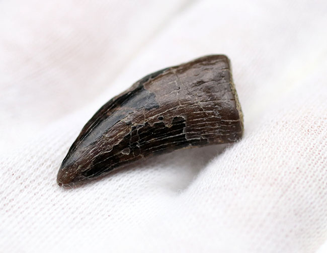 全体のフォルムが保存されたティラノサウルス・レックス