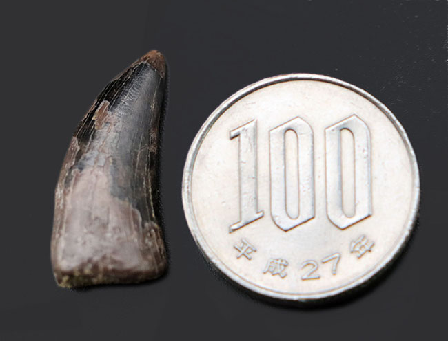 全体のフォルムが保存されたティラノサウルス・レックス(Tyrannosaurus rex)の幼体の小型の歯化石(その8)