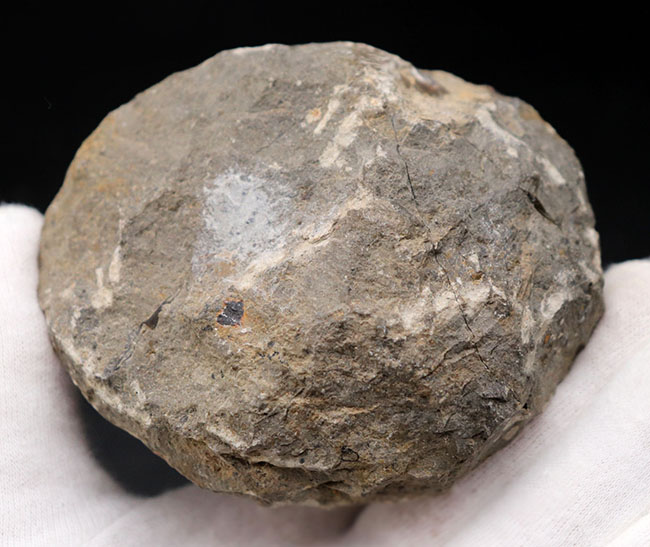 デボン紀の地層より採集された、モロッコ産の代表的な三葉虫、リードプス(Reedops)(その6)