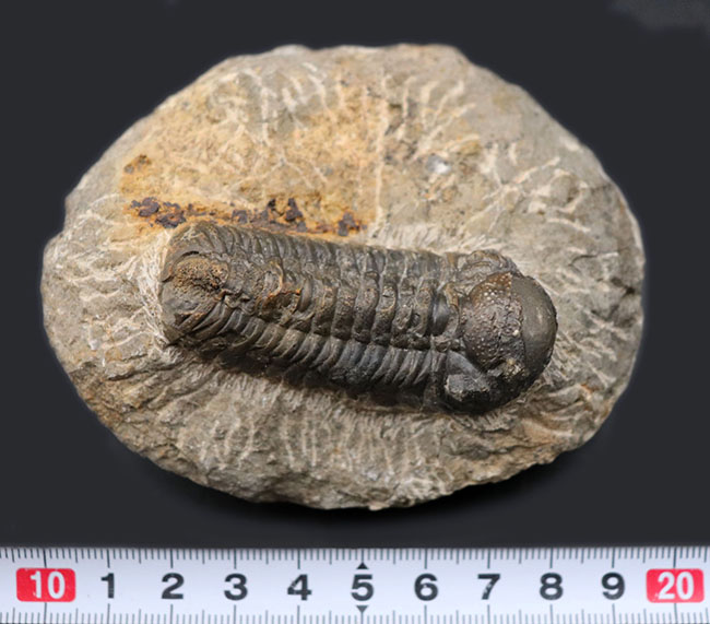 デボン紀の地層より採集された、モロッコ産の代表的な三葉虫、リードプス(Reedops)(その8)