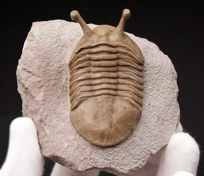 最も人気のあるロシア産アサフス属の三葉虫・コワレフスキー（Asaphus kowalewski）。色が均質で際までプリパレーションが行き届いた上質品。（その3）