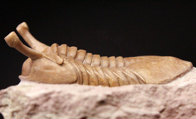 最も人気のあるロシア産アサフス属の三葉虫・コワレフスキー（Asaphus