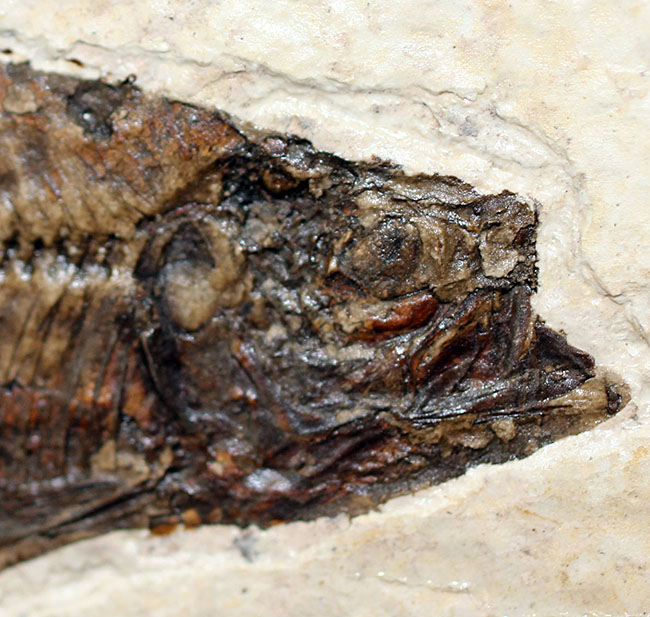 極上の保存状態！５千万年前の魚、ナイティア魚化石(Knightia)の全身化石。米国グリーンリバー層ワイオミング州産。（その11）