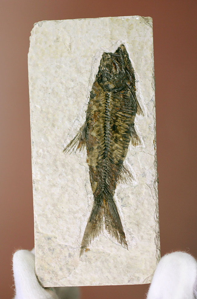 極上の保存状態！5千万年前の魚、ナイティア魚化石(Knightia)の