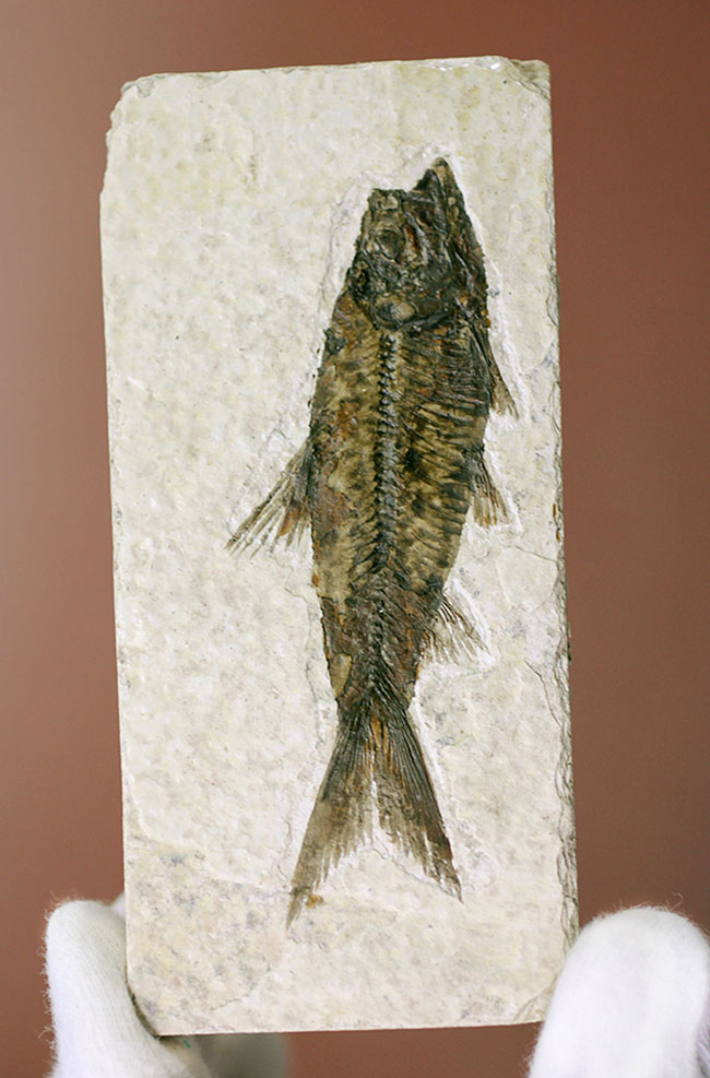 極上の保存状態！５千万年前の魚、ナイティア魚化石(Knightia)の全身化石。米国グリーンリバー層ワイオミング州産。（その12）