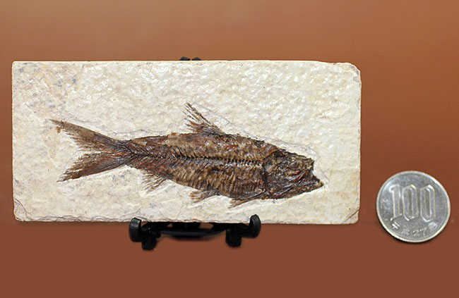 極上の保存状態！５千万年前の魚、ナイティア魚化石(Knightia)の全身化石。米国グリーンリバー層ワイオミング州産。（その13）
