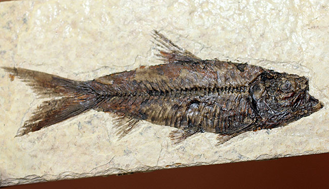 極上の保存状態！５千万年前の魚、ナイティア魚化石(Knightia)の全身化石。米国グリーンリバー層ワイオミング州産。（その2）