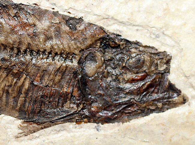 極上の保存状態！５千万年前の魚、ナイティア魚化石(Knightia)の全身化石。米国グリーンリバー層ワイオミング州産。（その3）