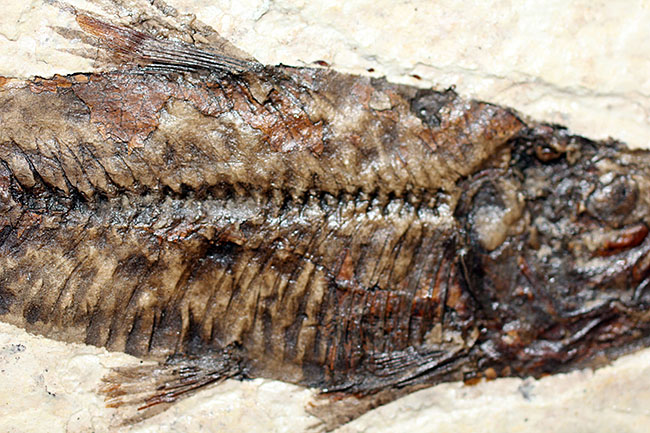 極上の保存状態！５千万年前の魚、ナイティア魚化石(Knightia)の全身化石。米国グリーンリバー層ワイオミング州産。（その4）