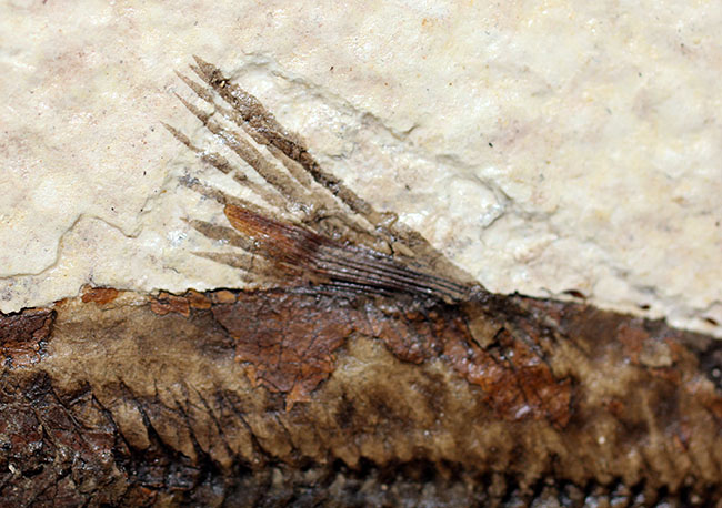 極上の保存状態！５千万年前の魚、ナイティア魚化石(Knightia)の全身化石。米国グリーンリバー層ワイオミング州産。（その5）