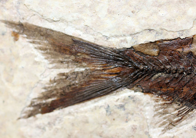 極上の保存状態！５千万年前の魚、ナイティア魚化石(Knightia)の全身化石。米国グリーンリバー層ワイオミング州産。（その7）