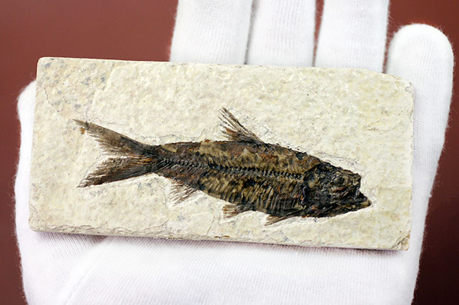極上の保存状態！5千万年前の魚、ナイティア魚化石(Knightia)の全身