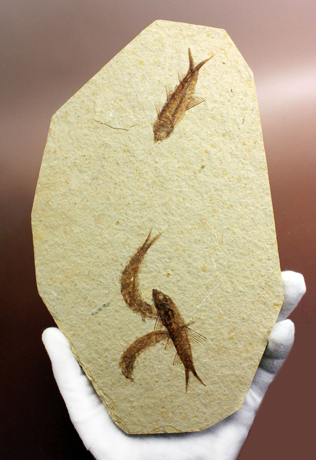 母岩２３センチ強のビッグサイズ！アメリカワイオミング州、グリーンリバー層のナイティア魚化石群衆標本(Knightia)（その1）