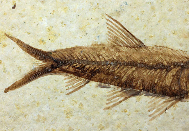 母岩２３センチ強のビッグサイズ！アメリカワイオミング州、グリーンリバー層のナイティア魚化石群衆標本(Knightia)（その10）