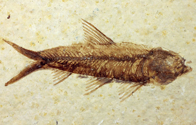 母岩２３センチ強のビッグサイズ！アメリカワイオミング州、グリーンリバー層のナイティア魚化石群衆標本(Knightia)（その11）