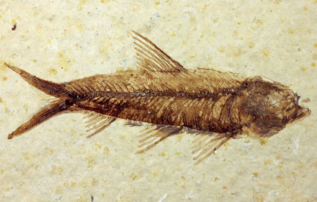 母岩23センチ強のビッグサイズ!アメリカワイオミング州、グリーンリバー層のナイティア魚化石群衆標本(Knightia)(その11)