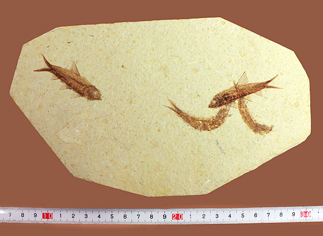 母岩２３センチ強のビッグサイズ！アメリカワイオミング州、グリーンリバー層のナイティア魚化石群衆標本(Knightia)（その12）