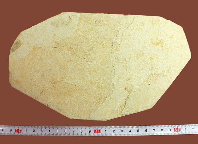 母岩２３センチ強のビッグサイズ！アメリカワイオミング州、グリーンリバー層のナイティア魚化石群衆標本(Knightia)（その13）