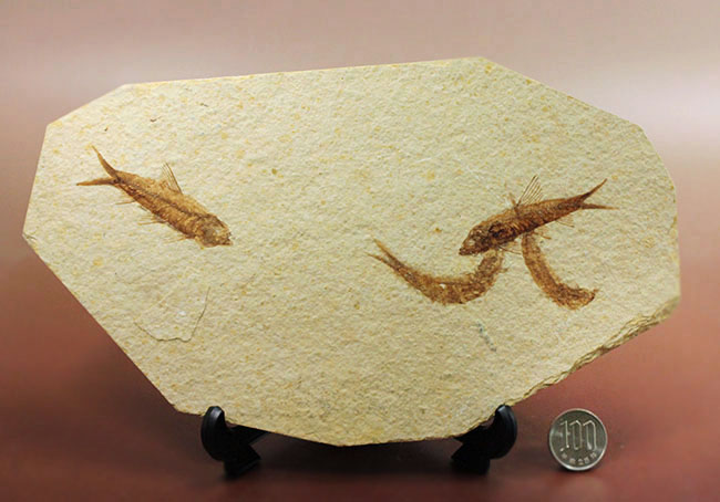 母岩２３センチ強のビッグサイズ！アメリカワイオミング州、グリーンリバー層のナイティア魚化石群衆標本(Knightia)（その14）