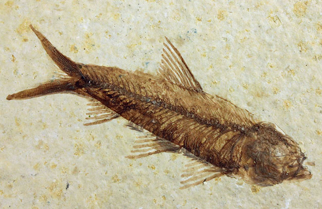 母岩２３センチ強のビッグサイズ！アメリカワイオミング州、グリーンリバー層のナイティア魚化石群衆標本(Knightia)（その2）