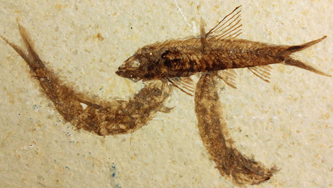 母岩23センチ強のビッグサイズ!アメリカワイオミング州、グリーンリバー層のナイティア魚化石群衆標本(Knightia)(その3)