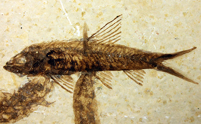 母岩２３センチ強のビッグサイズ！アメリカワイオミング州、グリーンリバー層のナイティア魚化石群衆標本(Knightia)（その4）